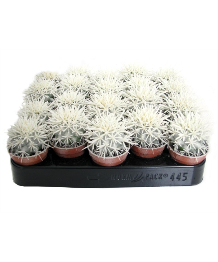 Эхинокактус Грузони светящийся в темноте