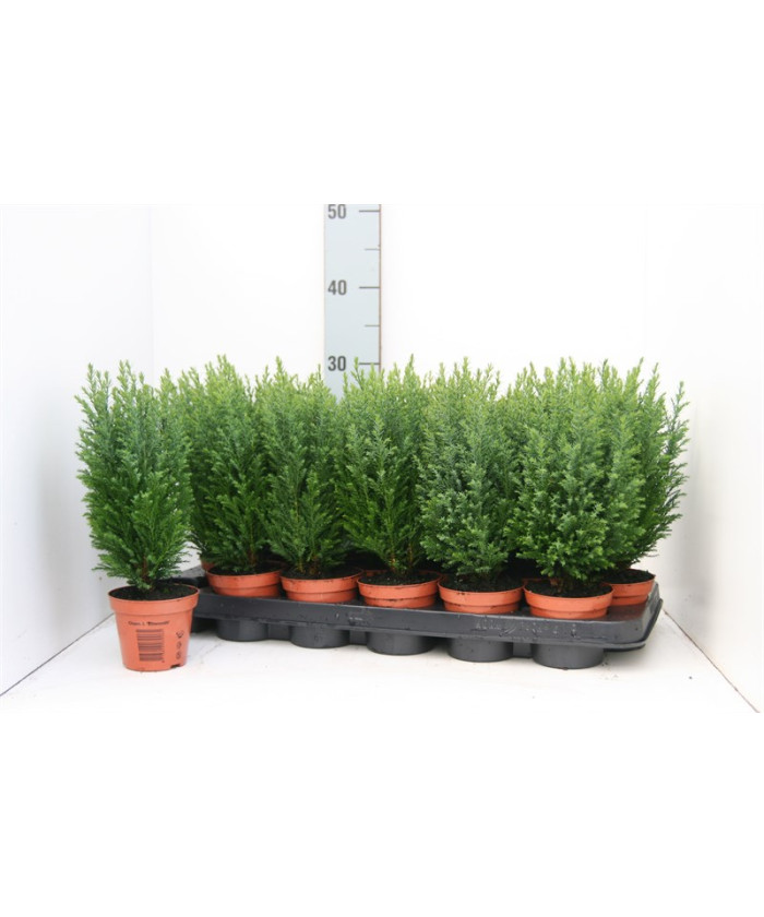 Хамаекипарис лавсон Эльвуди в снегу 9/28см