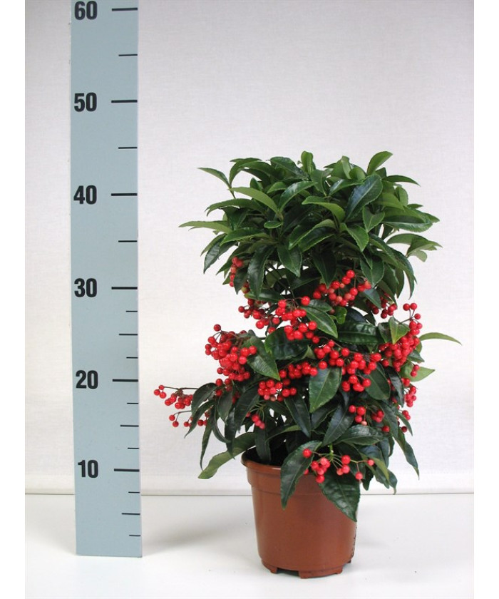 Ардизия красная D-14