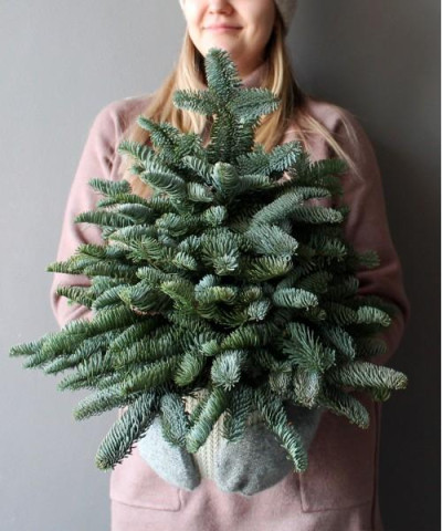 Ель из нобилиса "Nature" без украшений, 45см