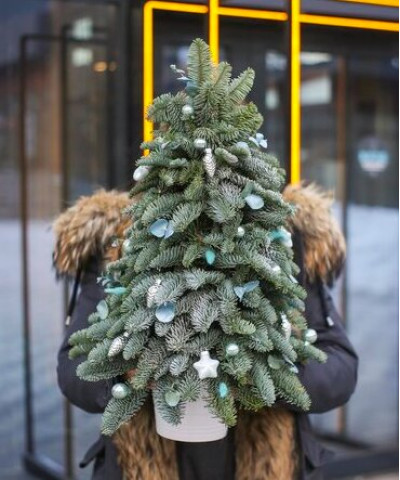 Ель "Рождество", 60 см