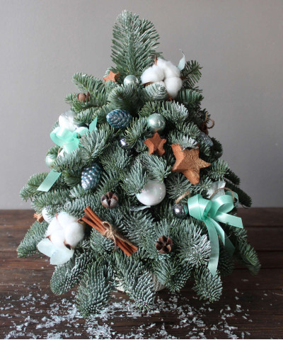 Живая ель "Тиффани" в кашпо, 40 см