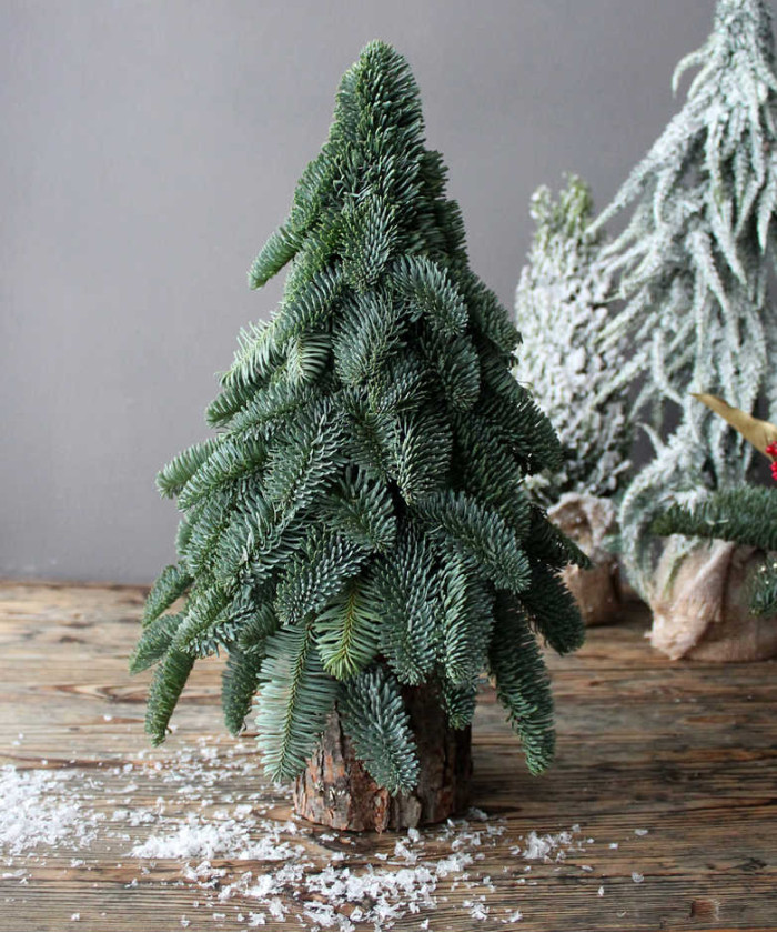 Живая ель 