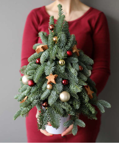 Живая ель "Санта" в кашпо, 47-50 см