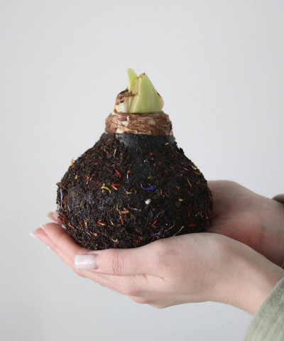 Расцветающий амариллис в посыпке "Winter", луковица в воске, 1шт.