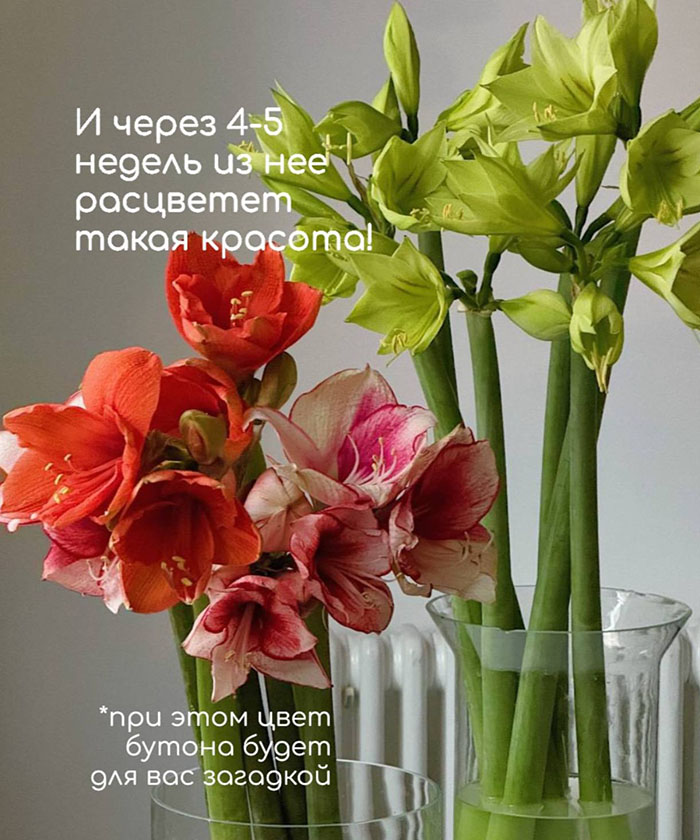 Расцветающий амариллис в посыпке 