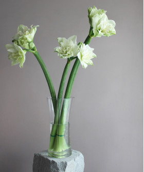 Ваза Табаска D16xH35 cм стекло 