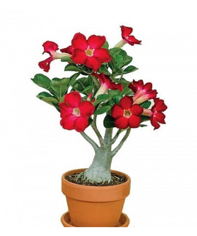 Адениум 12х35 см