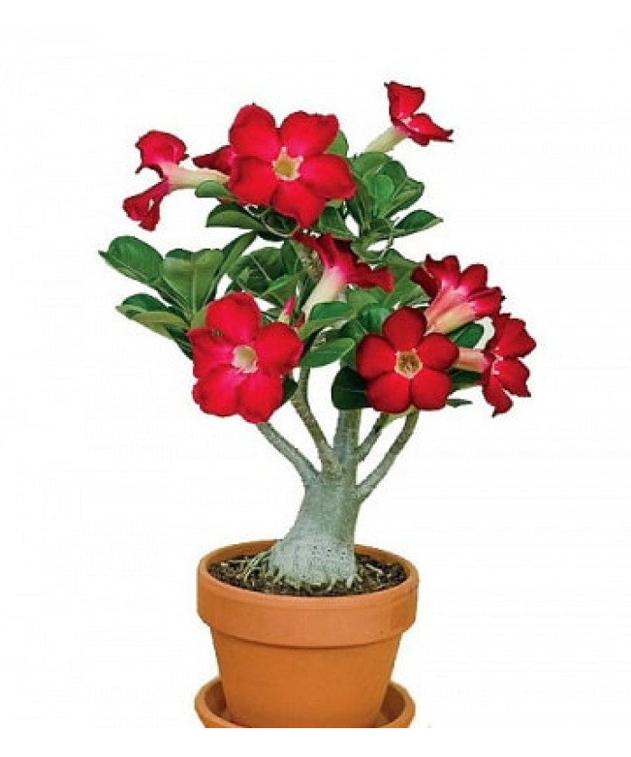 Адениум 12х35 см