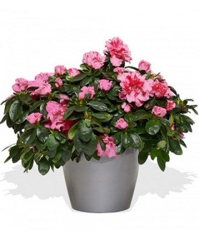 Азалия 12/25см