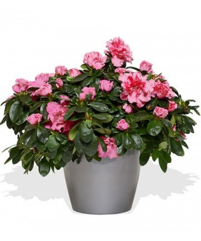 Азалия 12/25см