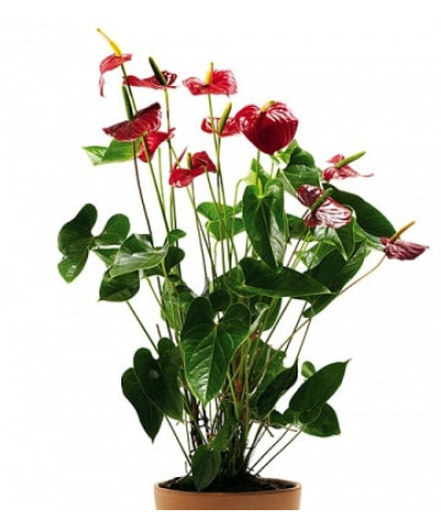 Антуриум Алабама 14/45см