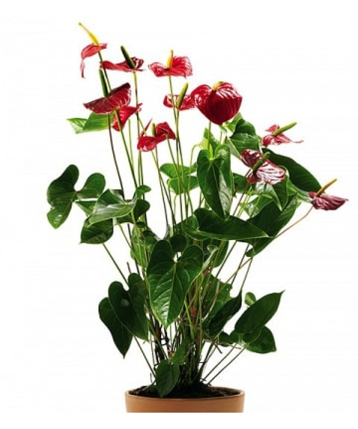 Антуриум Алабама 14/45см