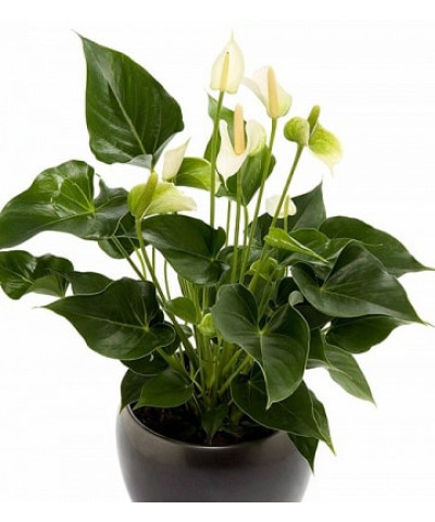 Антуриум Алексия 14/45см