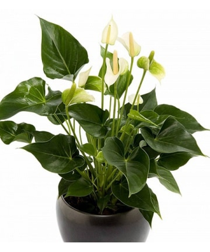 Антуриум Алексия 14/45см