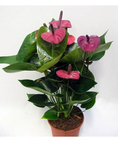 Антуриум Амалия 14/45см