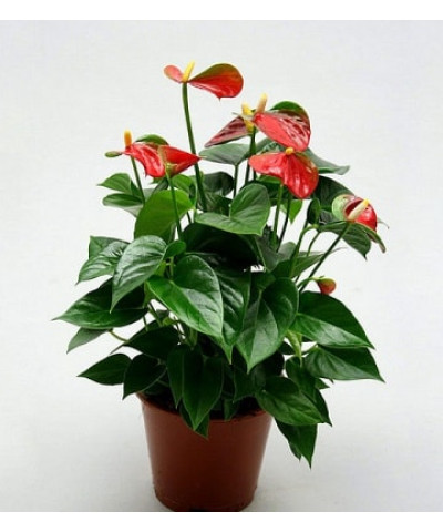 Антуриум Бэби Бумер 12/40см