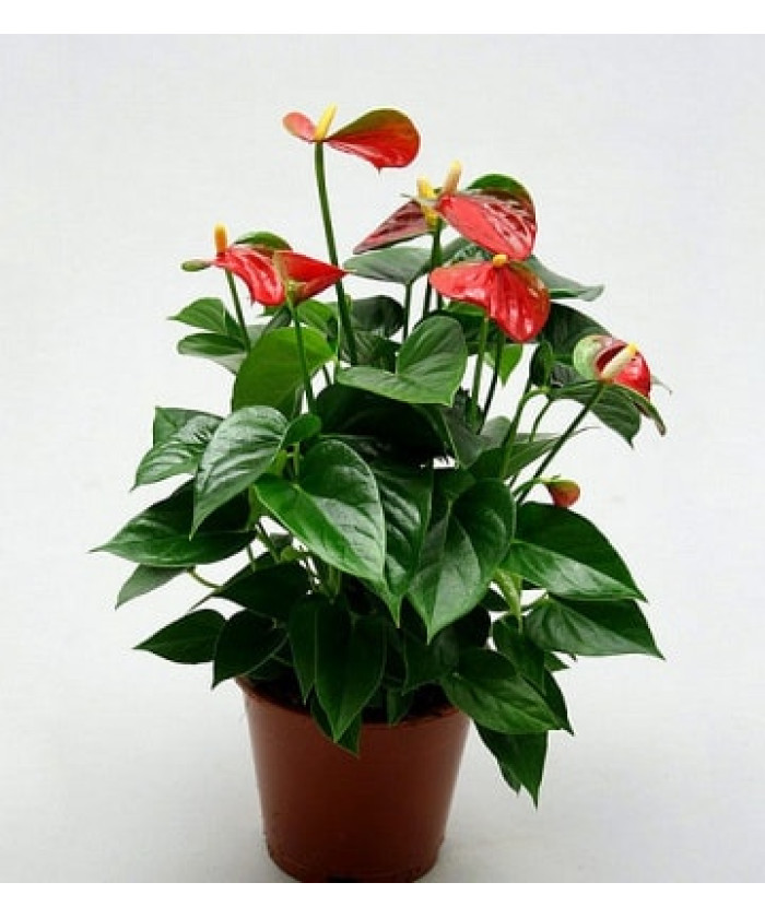 Антуриум Бэби Бумер 12/40см