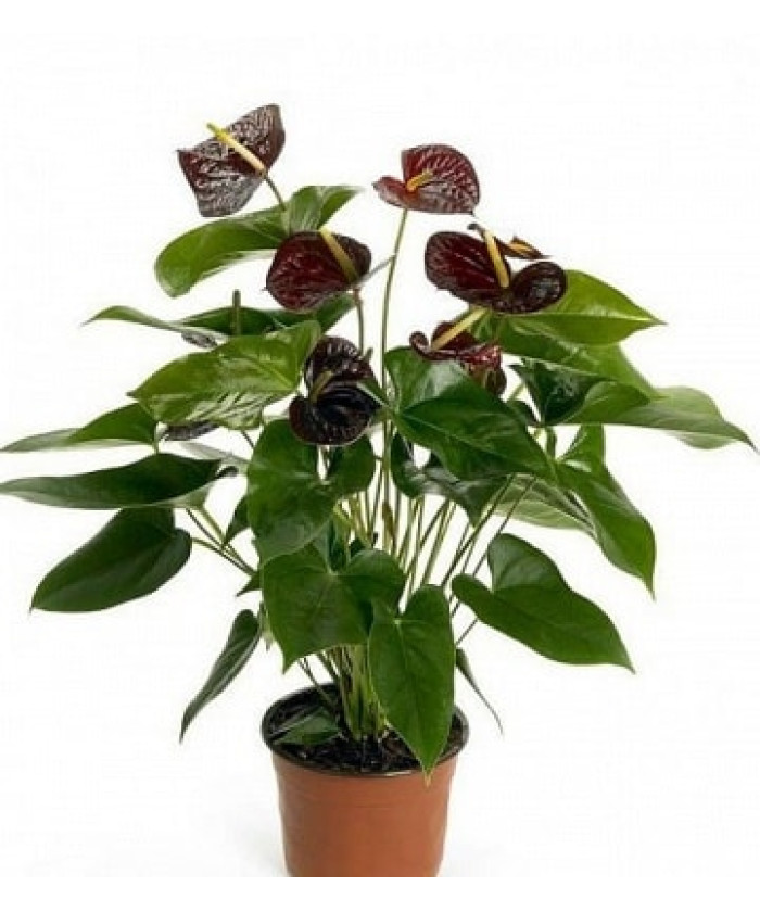 Антуриум Отазу 12/45см