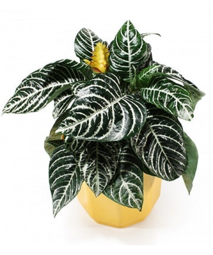 Афеландра 13/30см