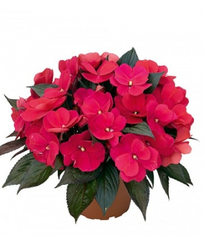 Бальзамин 13х25 см