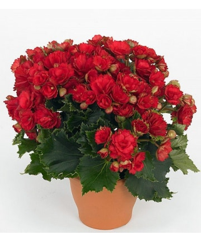 Бегония цветущая 12/30см