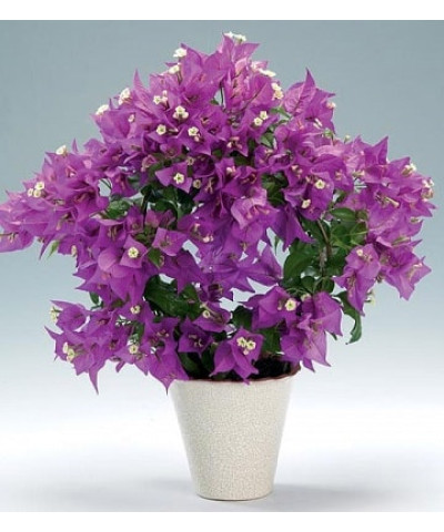 Бугенвиллия 9х20см 