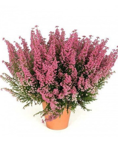 Вереск 12х25 см