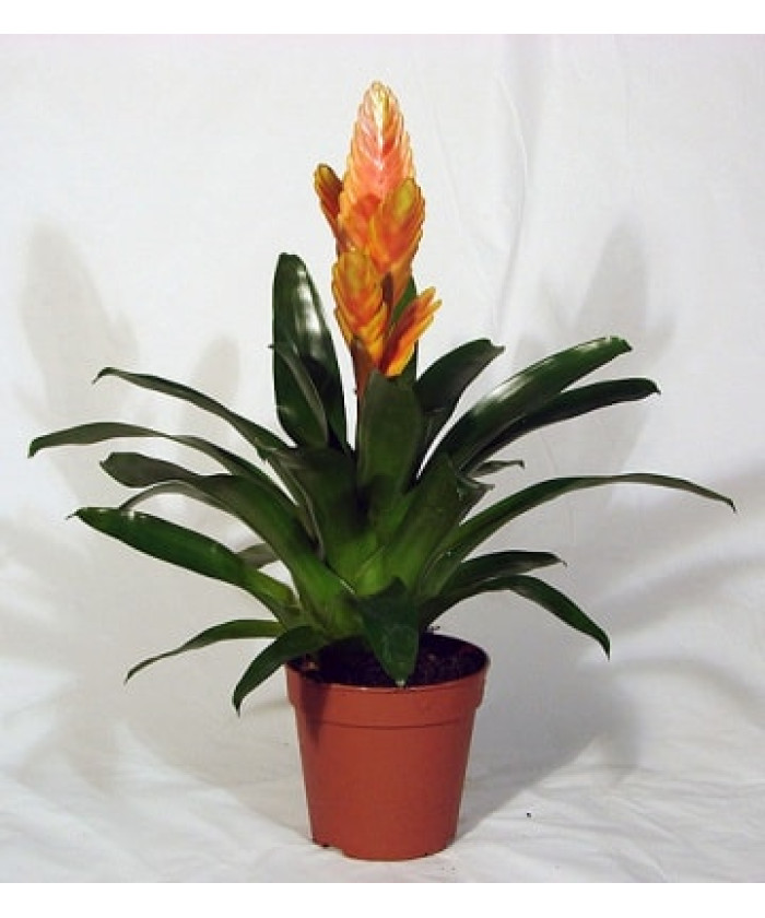 Вриезия Роял 12/45см