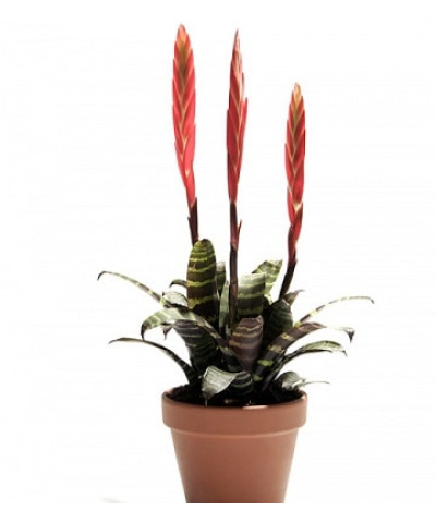 Вриезия Спленриет 9/30см