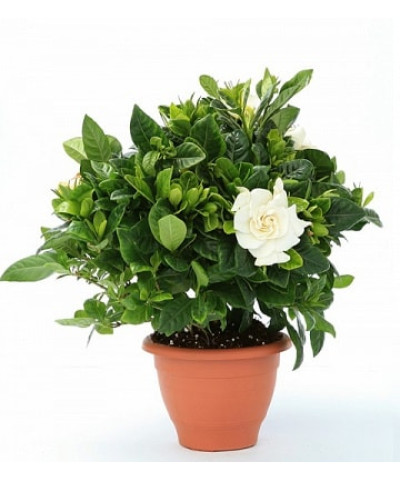 Гардения Жасминовидная 13/25см