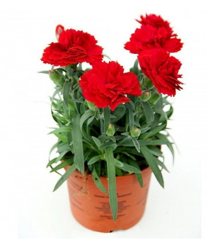 Гвоздика 9х15 см