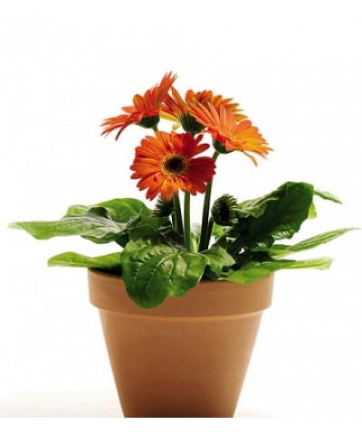 Гербера 12х25см