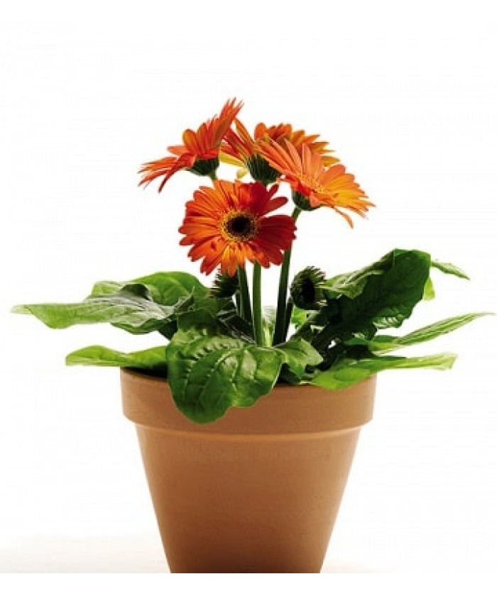 Гербера 12х25см