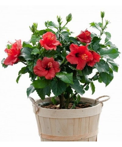 Гибискус 13х35 см