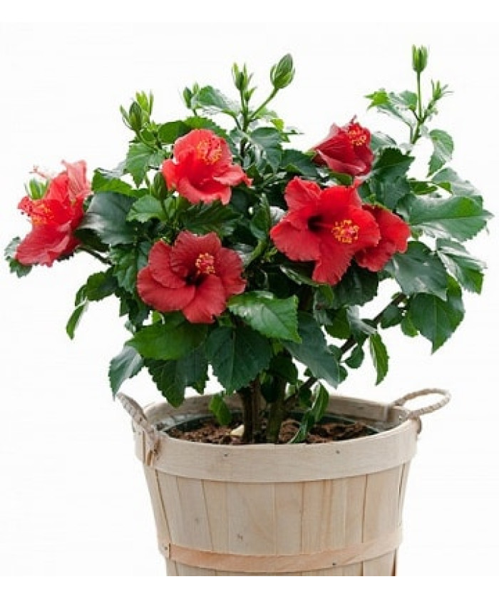 Гибискус 13х35 см