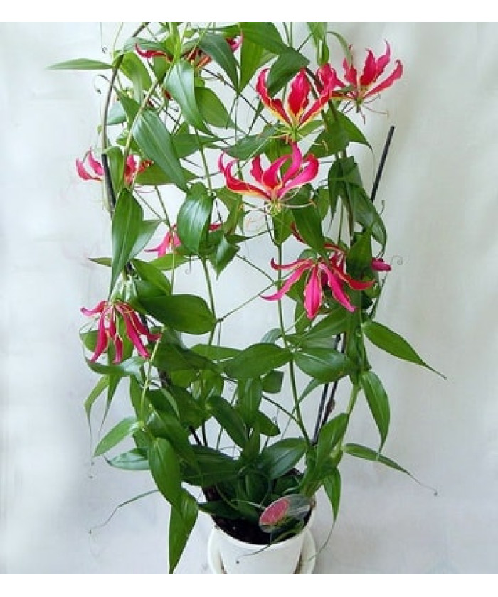 Глориоза 20х100см