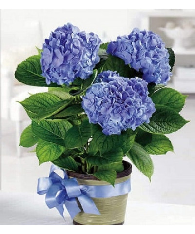 Гортензия Нико Блю 14х35-40 см