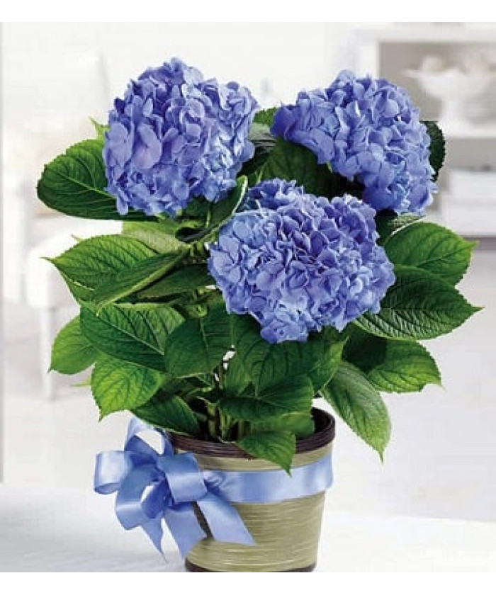 Гортензия Нико Блю 14х35-40 см