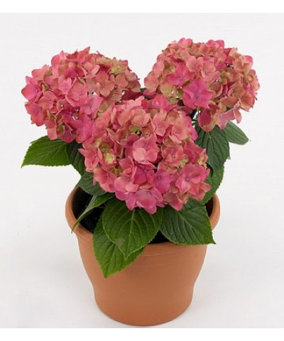 Гортензия Кумико 15х40 см