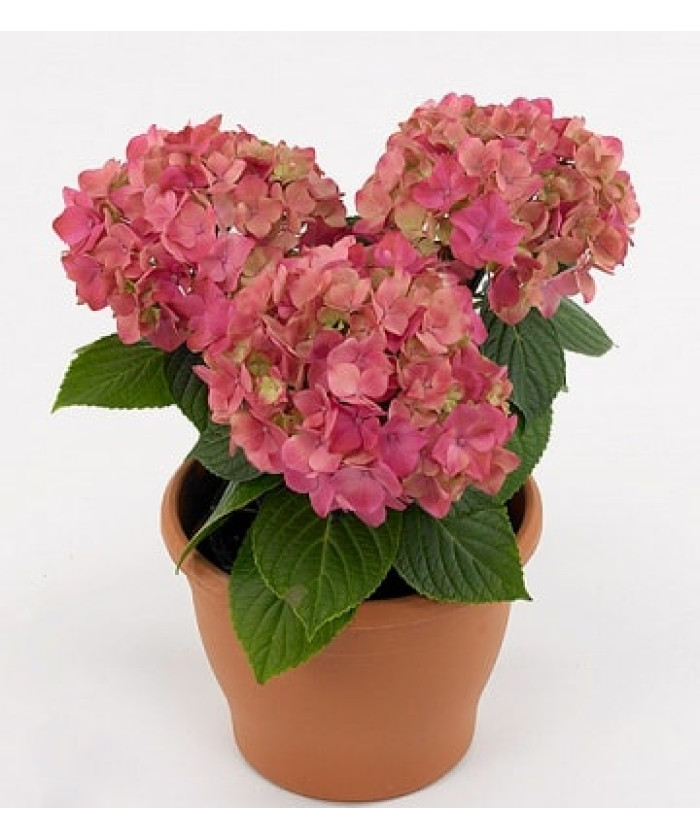 Гортензия Кумико 15х40 см