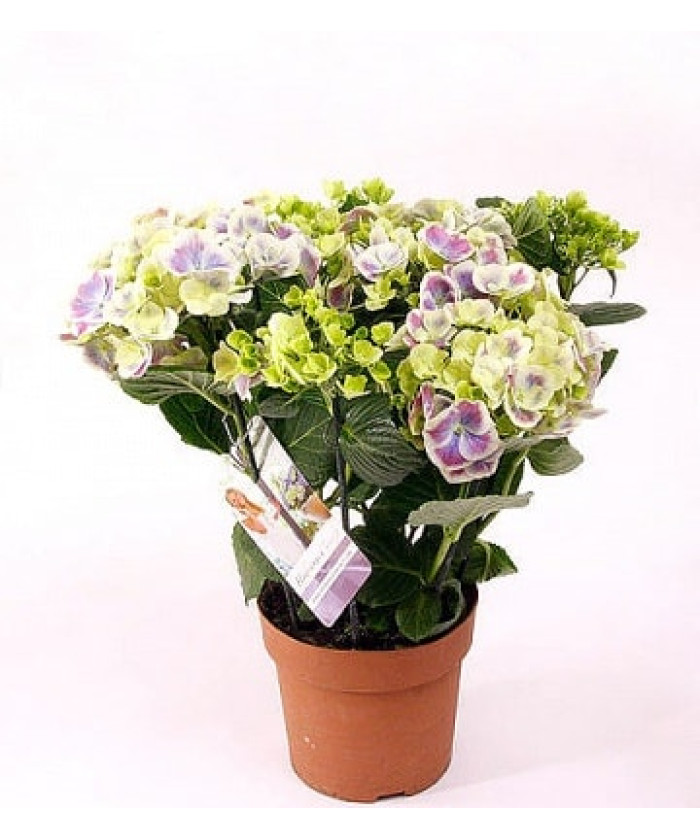 Гортензия Тиволи 15х40 см