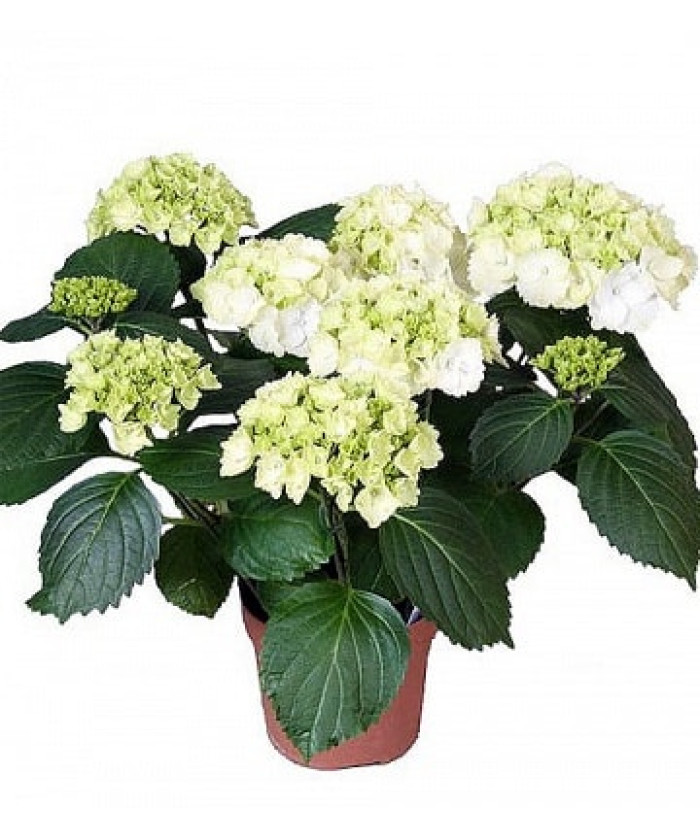 Гортензия Шниебол 15х40 см