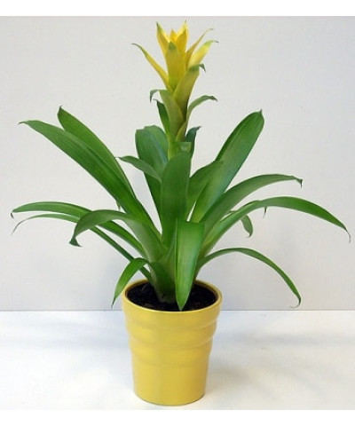 Гузмания желтая 12/50см