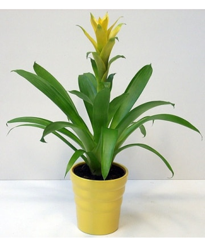 Гузмания желтая 12/50см