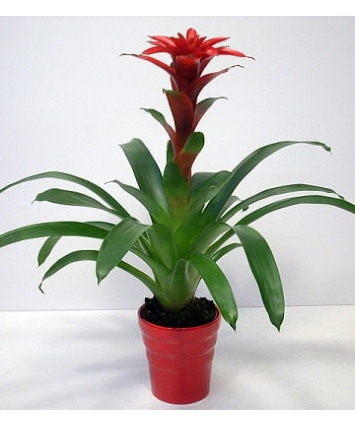 Гузмания красная 12/50см