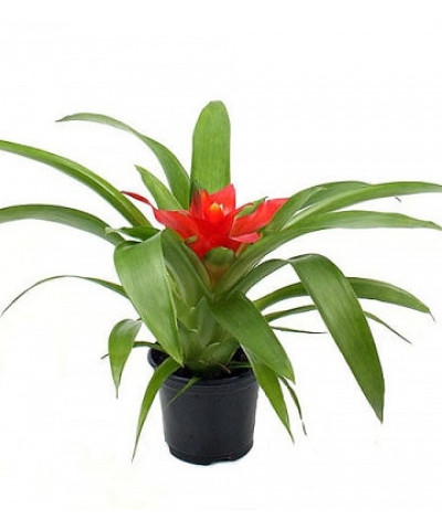 Гузмания Рэд Темпо 9/20см