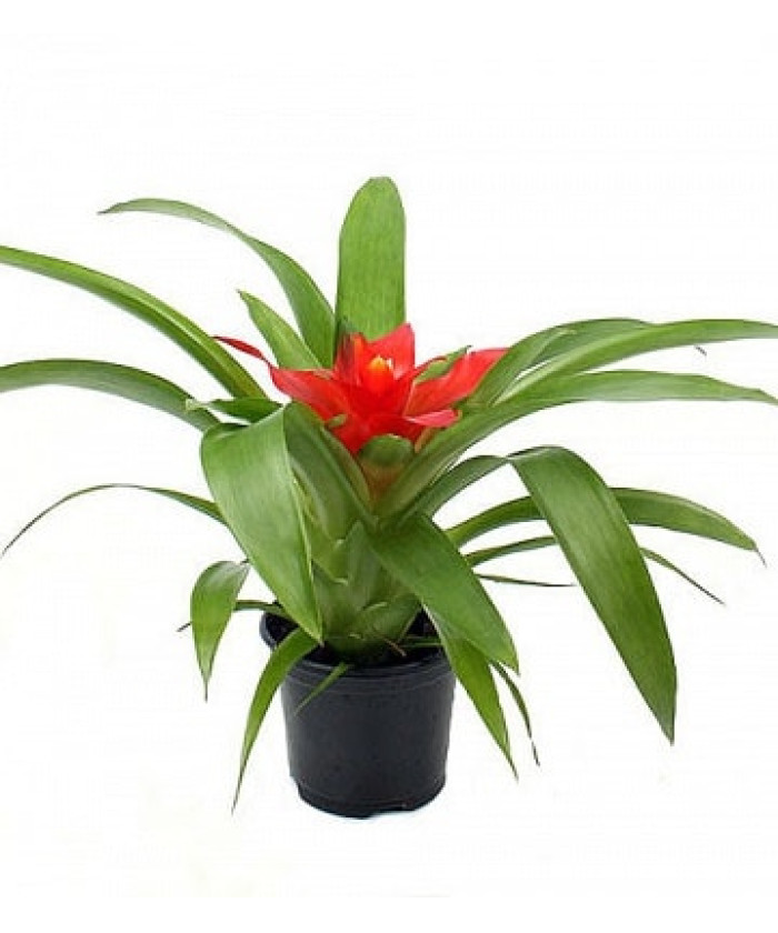 Гузмания Рэд Темпо 9/20см