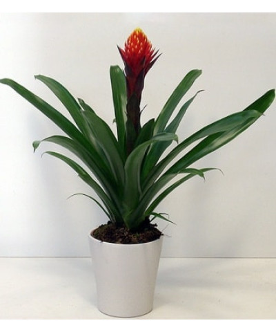 Гузмания Торч 12/50см