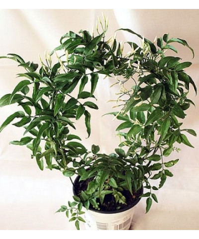 Жасмин Полиантовый 12х45 см